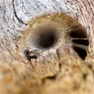 Segestriidae sp (family) (Tube Dwelling Spider) at O'Malley, ACT - Today by Hejor1