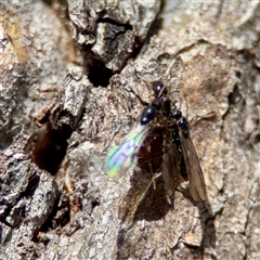 Formicidae (family) (Unidentified ant) at O'Malley, ACT - Today by Hejor1
