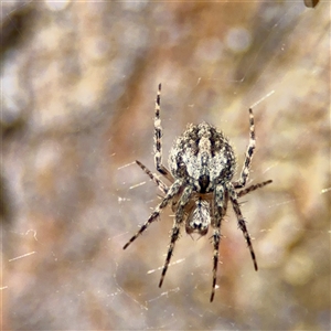 Socca pustulosa at O'Malley, ACT - Today by Hejor1