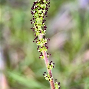 Acaena (genus) at O'Malley, ACT - Today by Hejor1