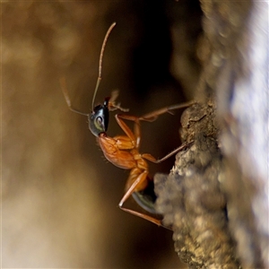 Camponotus consobrinus (Banded sugar ant) at O'Malley, ACT - Today by Hejor1