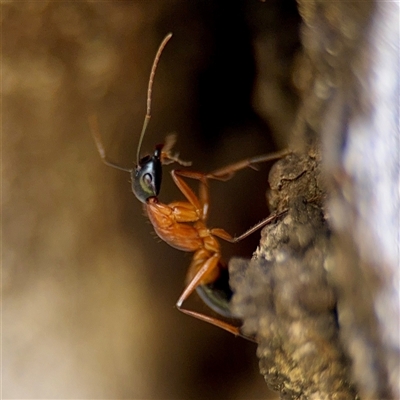Camponotus consobrinus (Banded sugar ant) at O'Malley, ACT - Today by Hejor1