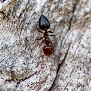 Crematogaster sp. (genus) (Acrobat ant, Cocktail ant) at O'Malley, ACT - Today by Hejor1