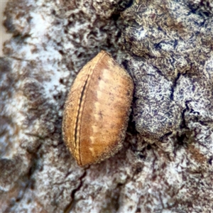 Laxta granicollis at O'Malley, ACT - Today by Hejor1