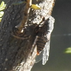 Unverified Cicada (Hemiptera, Cicadoidea) at Kambah, ACT - Yesterday by HelenCross