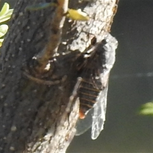 Unverified Cicada (Hemiptera, Cicadoidea) at Kambah, ACT - Yesterday by HelenCross