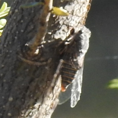 Unverified Cicada (Hemiptera, Cicadoidea) at Kambah, ACT - Yesterday by HelenCross