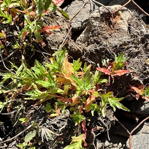 Epilobium sp. at O'Malley, ACT - Today by Hejor1