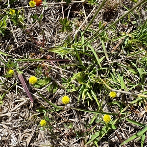Trifolium campestre at O'Malley, ACT - Today by Hejor1