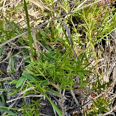 Haloragis heterophylla (Variable Raspwort) at O'Malley, ACT - 18 Oct 2025 by Hejor1