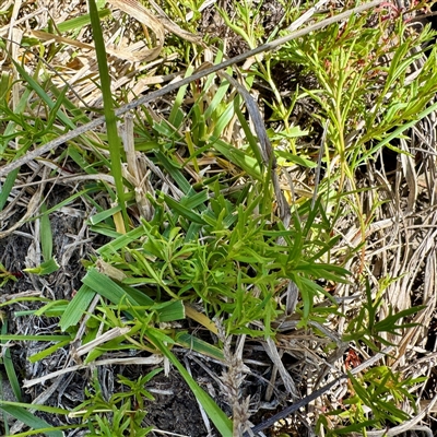 Haloragis heterophylla (Variable Raspwort) at O'Malley, ACT - 18 Oct 2025 by Hejor1