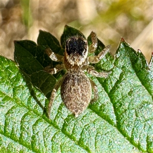 Maratus griseus (Jumping spider) at O'Malley, ACT - Today by Hejor1