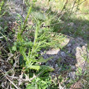 Cirsium vulgare at O'Malley, ACT - Today by Hejor1