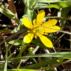 Ranunculus amphitrichus (Small River Buttercup) at O'Malley, ACT - Yesterday by Hejor1