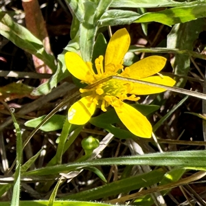 Ranunculus sp. at O'Malley, ACT - Today by Hejor1