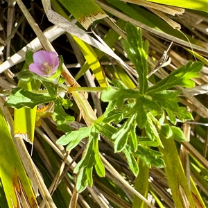 Geranium (genus) at O'Malley, ACT - Today by Hejor1