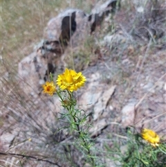 Xerochrysum viscosum at Lake Hume Village, NSW - 18 Oct 2025 by RobCook