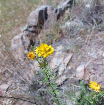 Xerochrysum viscosum at Lake Hume Village, NSW - 18 Oct 2025 by RobCook