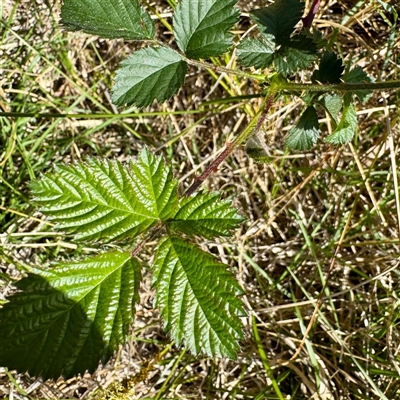 Rubus anglocandicans (Blackberry) at O'Malley, ACT - 18 Oct 2025 by Hejor1