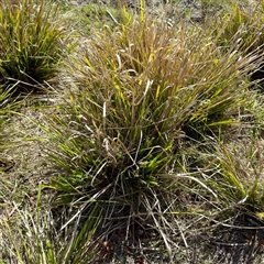 Lomandra longifolia (Spiny-headed Mat-rush, Honey Reed) at O'Malley, ACT - 18 Oct 2025 by Hejor1