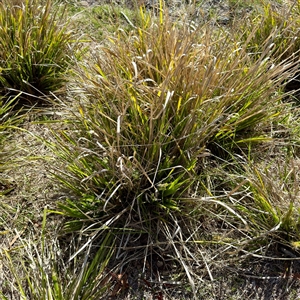 Lomandra longifolia (Spiny-headed Mat-rush, Honey Reed) at O'Malley, ACT - Today by Hejor1
