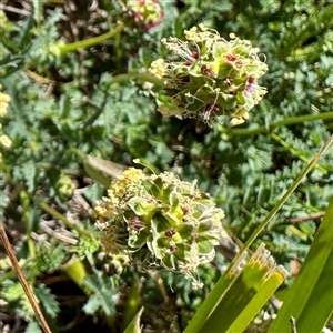 Sanguisorba minor (Salad Burnet, Sheep's Burnet) at O'Malley, ACT - Today by Hejor1