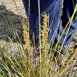 Carex appressa (Tall Sedge) at O'Malley, ACT - Today by Hejor1