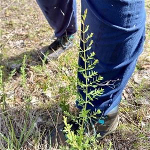 Hypericum perforatum (St John's Wort) at O'Malley, ACT - Today by Hejor1