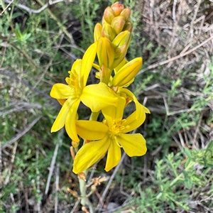 Bulbine bulbosa (Golden Lily, Bulbine Lily) at O'Malley, ACT - Today by Hejor1