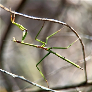Archimantis latistyla at Parkes, ACT - Yesterday by Hejor1