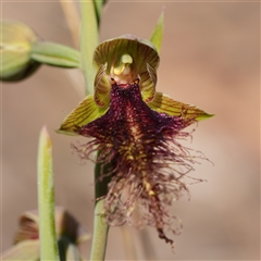 Calochilus robertsonii (Beard Orchid) at Windellama, NSW - 14 Oct 2025 by RobG1