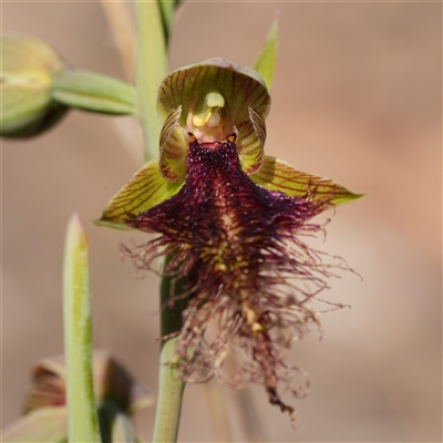 Calochilus robertsonii (Beard Orchid) at Windellama, NSW - 14 Oct 2025 by RobG1
