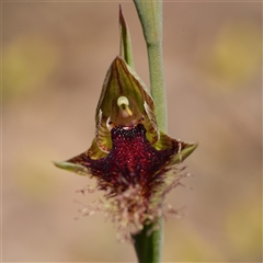 Calochilus robertsonii (Beard Orchid) at Windellama, NSW - 14 Oct 2025 by RobG1