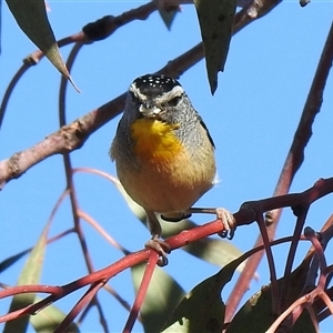 Pardalotus punctatus by HelenCross