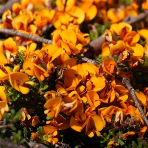 Pultenaea microphylla (Egg and Bacon Pea) by RobG1