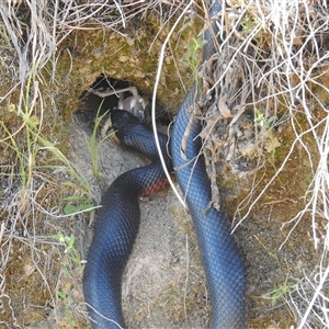 Pseudechis porphyriacus by HelenCross