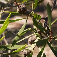 Hakea dactyloides (Finger Hakea) by RobG1