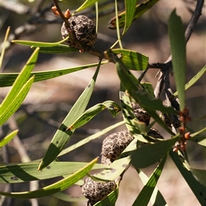 Hakea dactyloides (Finger Hakea) by RobG1