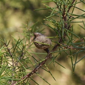 Hakea sericea (Needlebush) by RobG1