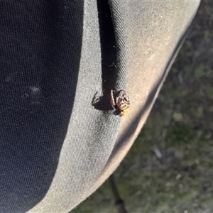 Unverified Jumping or peacock spider (Salticidae) at Denman Prospect, ACT - Today by VanceLawrence