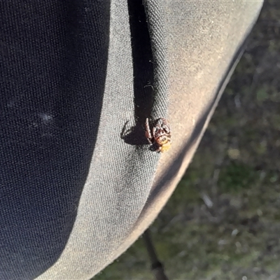 Unverified Jumping or peacock spider (Salticidae) at Denman Prospect, ACT - 18 Oct 2025 by VanceLawrence