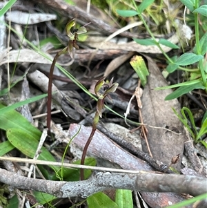 Chiloglottis trapeziformis (Diamond Ant Orchid) by dgb900