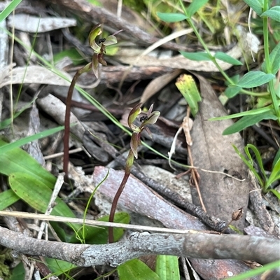 Chiloglottis trapeziformis (Diamond Ant Orchid) at  - suppressed by dgb900