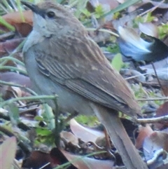 Unverified Small (Robin, Finch, Thornbill etc) at Griffith, ACT - 13 Oct 2025 by RobParnell