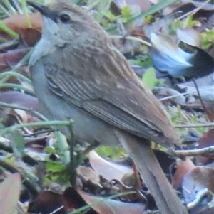 Unverified Small (Robin, Finch, Thornbill etc) at Griffith, ACT - 13 Oct 2025 by RobParnell