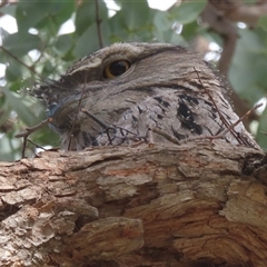 Podargus strigoides (Tawny Frogmouth) at Griffith, ACT - 6 Oct 2025 by RobParnell