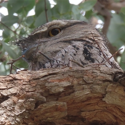 Podargus strigoides (Tawny Frogmouth) at Griffith, ACT - 6 Oct 2025 by RobParnell