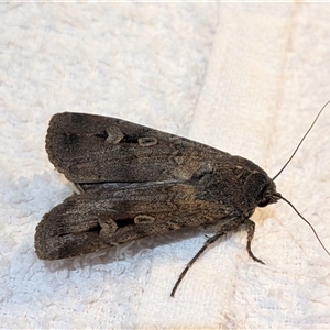 Agrotis infusa by chriselidie