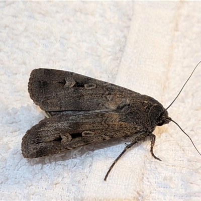 Agrotis infusa (Bogong Moth, Common Cutworm) at Franklin, ACT - 18 Oct 2025 by chriselidie