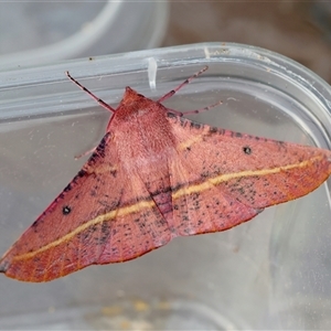 Unverified Moth (Lepidoptera) by LisaH